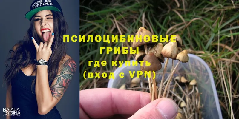 Псилоцибиновые грибы Psilocybe  Полярные Зори 